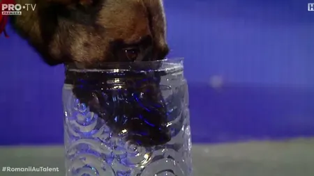 ROMANII AU TALENT. Lachi, câinele care îşi ţine respiraţia! Momente uluitoare VIDEO