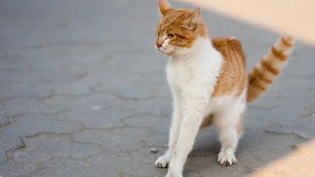 O pisică feministă bântuie pe străzile din Istanbul. Nu atacă decât bărbaţii şi câinii VIDEO