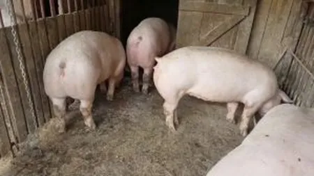 Veşti proaste. Ţăranii care au mai mult de 5 porci vor plăti impozit la stat