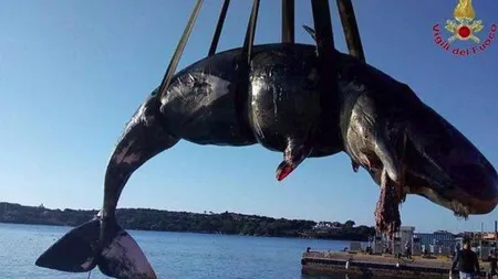 O balenă gestantă a eşuat pe o plajă în Sardinia. Avea în stomac 22 kg de plastic