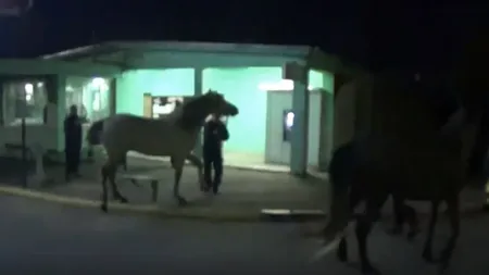 Cai lăsaţi liberi s-au plimbat, o oră, pe străzile din Buzău printre maşini şi pietoni