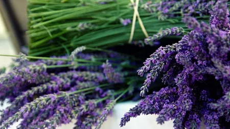 Lavanda. Planta minune cu peste 100 de utilizari. Beneficii si contraindicatii