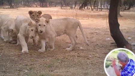 Imagini teribile dintr-un safari. O leoaică aproape că îi smulge mâna unui bărbat VIDEO