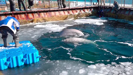 Mai multe balene ţinute captive într-un oraş din Rusia au fost eliberate, în urma unui val de proteste