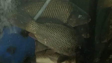 Peşte expirat de câteva luni vândut românilor înainte de Florii când e dezlegare la peşte