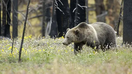 Ursul care a făcut ravagii în două comune din Buzău va fi împuşcat prin metoda 