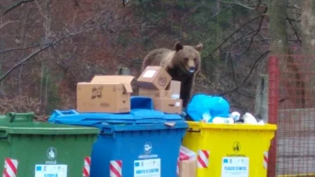 Un urs a intrat în incinta spitalului din Azuga! Pacienţii au filmat animalul