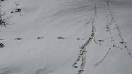 Militarii indieni anunţă că au dat de Yeti, Omul Zăpezilor, în Nepal