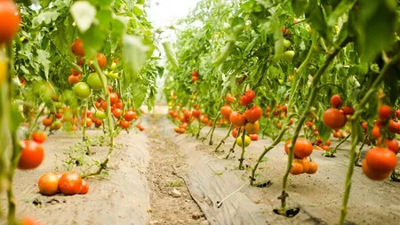 Guvernul a prelungit termenul acordării ajutoarelor de 3000 de euro pentru cultivatorii de roşii