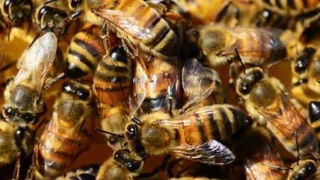 Un bărbat a murit după ce a fost înţepat de albine