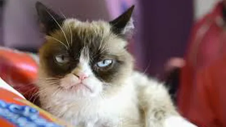 Grumpy Cat, una dintre cele mai faimoase pisici din lume, a murit VIDEO