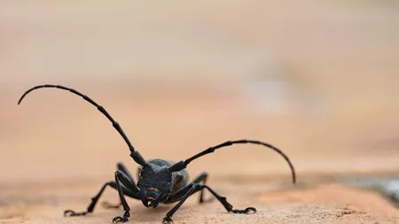 Cum sa scapi de insectele enervante din casă