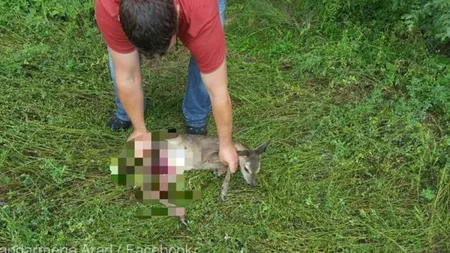 Jandarmii din Caraş-Severin au salvat un pui de căprioară care fusese accidentat de o maşină şi apoi părăsit