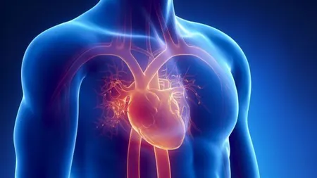 Oamenii de ştiinţă au inventat un plasture care reface inima după infarct