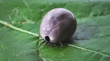 Capuşele şi boala Lyme. Cum ne protejam, ce trebuie să faceţi dacă aţi fost muşcaţi de căpuşe