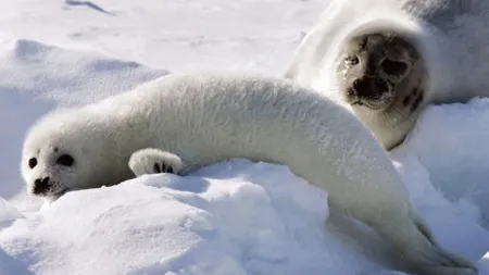 Misterul focilor descoperite moarte pe plajele din Alaska. Oamenii de ştiinţă fac investigaţii