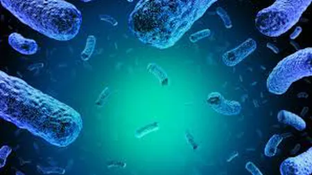 Alertă de infecţie cu listeria în sandvişurile preambalate. Trei persoane au murit