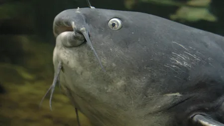 Un peşte decapitat reuşeşte să perforeze o cutie de metal. Imagini impresionante cu ferocitatea somnului VIDEO