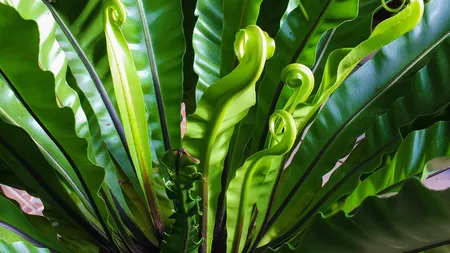 8 plante de apartament care purifica aerul din casa