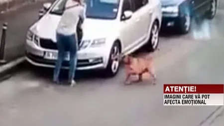 ATENŢIE, IMAGINI ŞOCANTE! Un câine şi stăpâna sa, atacaţi de un Amstaff lăsat liber VIDEO