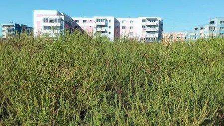 Amenzi uriaşe pentru proprietarii de terenuri cu ambrozie