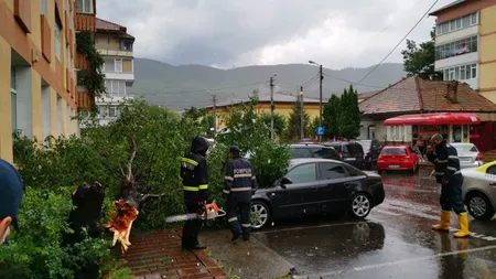Furtunile de cod portocaliu au făcut ravagii în ţară. Animale luate de ape, copaci căzuţi pe maşini VIDEO