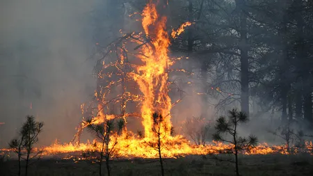 Arde Siberia. Armata intervine împotriva incendiilor forestiere care au cuprins regiunea