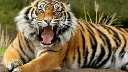 Un îmblânzitor de animale sălbatice a fost atacat şi ucis de patru tigri