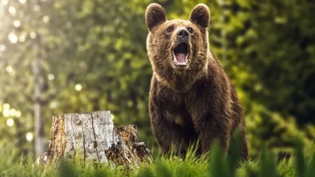 Anchetă la Suceava după ce ursul împuşcat de jandarm a dispărut. Poliţia a deschis dosar penal pentru braconaj