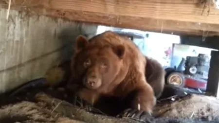 Un urs a provocat panică la Comarnic. A intrat în mai multe gospodării şi a atacat animalele din curţi