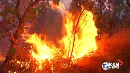 Arde Amazonul: peste 7,4 milioane de kilometri pătraţi sunt afectaţi de incendii