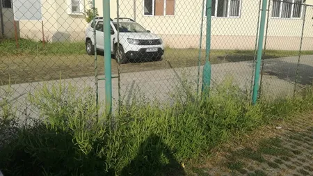 Culmea ironiei. S-a găsit ambrozie la sediul Agenţiei pentru Protecţia Mediului