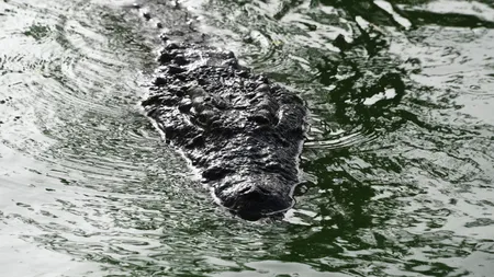 Un crocodil a urcat pe mal şi i-a mâncat peştele unui pescar, chiar din undiţă. Scene uluitoare, filmate întâmplător VIDEO