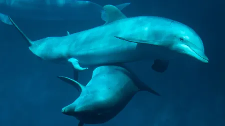 Delfini morţi pe plajele de la Marea Neagră. Între Mamaia şi Eforie au fost găsite cinci exemplare în ultima săptămână