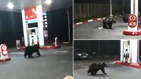 Urşii de pe Valea Prahovei au rămas în 
