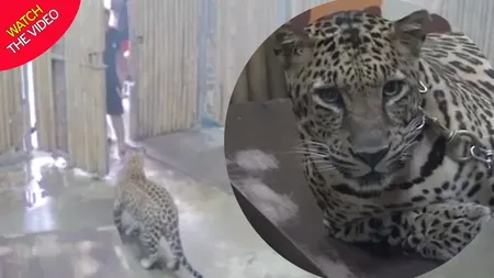 Copil de doi ani, aflat în vacanţă cu familia, atacat de un leopard, într-un paradis exotic. Scene şocante VIDEO