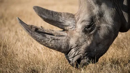 Imagini de groază filmate într-un parc zoologic din Germania. Un rinocer zbrobeşte o maşină în care se află o femeie VIDEO