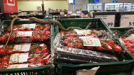 Şarpe găsit în supermarket la Sfântu Gheorghe. DSP Covasna: Posibil să fi hibernat în lăzile cu smochine