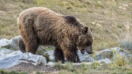 Proteste faţă de reintroducerea urşilor în Munţii Pirinei. Sute de fermieri francezi şi spanioli sunt revoltaţi