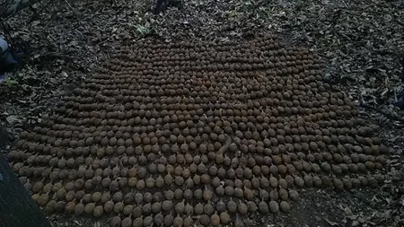 Peste 1.000 de grenade germane din Primul Război Mondial, descoperite în Vrancea