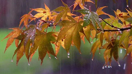 Avertizare meteo: Ploi în mare parte din ţară până vineri dimineaţă. Vreme instabilă şi la Bucureşti