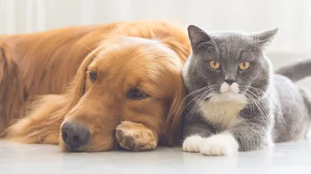 10.000 de animale de companie, fără pedigree, cu deţinător, vor fi microcipate