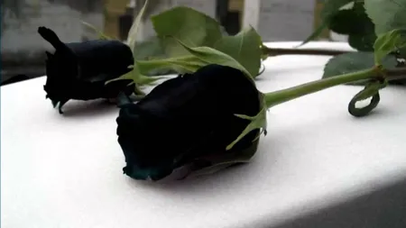 Vestea tristă a zilei! A murit un nume greu din muzică! Milioane de oameni nu îl vor uita