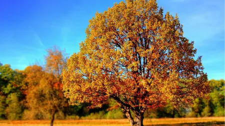 PROGNOZA METEO. Vremea se va răci din nou. Cum va fi în weekend