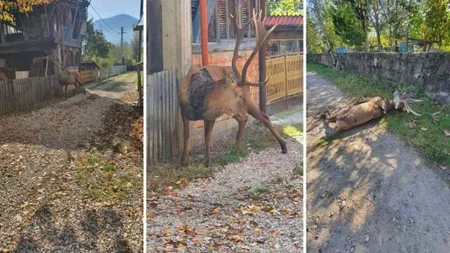 Un cerb superb a fost omorât de un braconier. Povestea frumosului animal a devenit virală pe Facebook