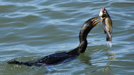 Petre Daea: Cormoranii sunt atât de iscusiţi, nu îi învinge nimeni