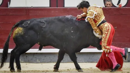 Iubitul nepoatei Regelui Spaniei, rănit grav de un taur care i-a secţionat artera femurală. Imagini teribile de la corrida VIDEO