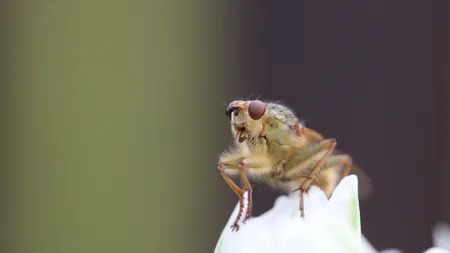 4 trucuri naturale să scapi de musculiţele de oţet
