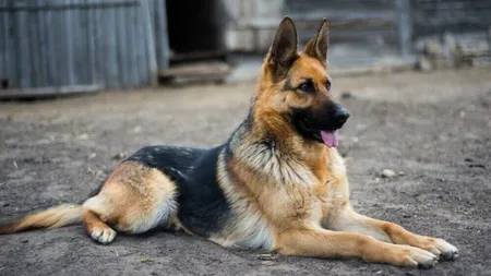 Trei elevi, răniţi de un câine într-o şcoală din Caraş-Severin