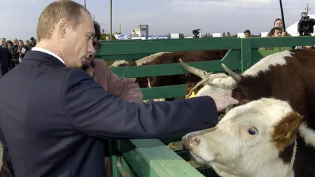 Rusia a cheltuit 100 de milioane de euro ca sa cumpere 45.000 de VACI! Planul ireal pe care Putin îl are cu vitele!